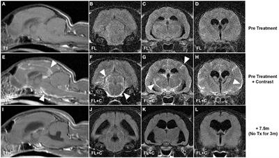 Coronavirus Infection of the Central Nervous System: Animal Models in the Time of COVID-19